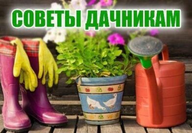 Профилактика ГЛПС в осенний период: советы дачникам